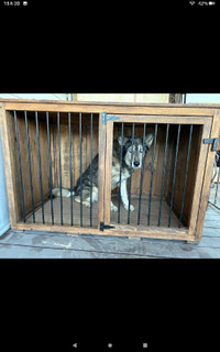 Cage chien
