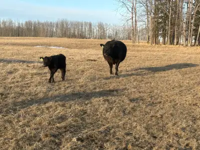 Black Angus cow calf pairs Sire is registered purebred black angus Great mothers, good calves Full h...