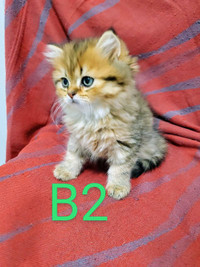 5 adorable purebred kittens for sale