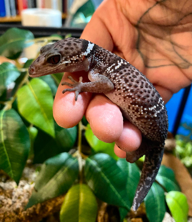 Female Chinese Cave Gecko in Reptiles & Amphibians for Rehoming in Vancouver