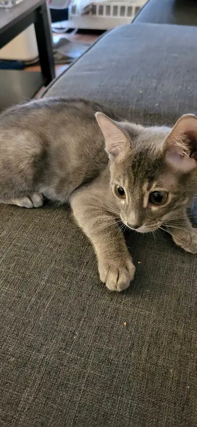 chaton bengal pure race, View more