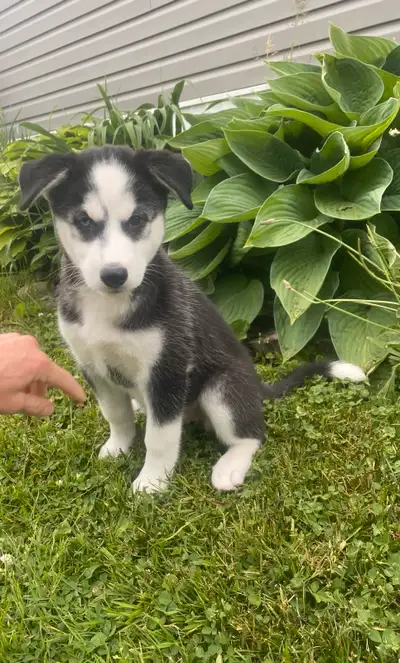 —-Ready to go —-Female husky pup, View more