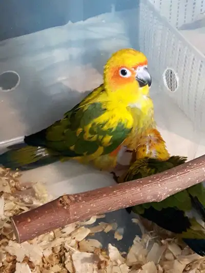 SUN CONURE BABIES HAND FED DNA SEXED BANDED 2025, View more