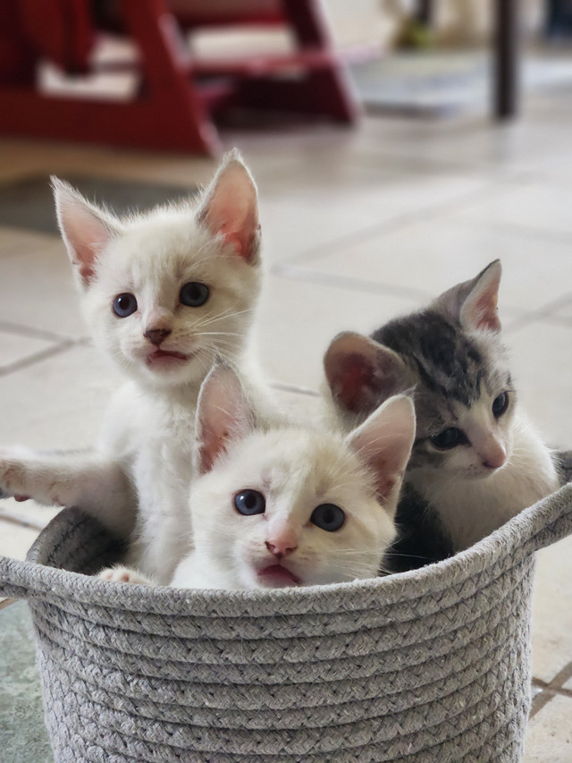 3 Kittens dans Chats et chatons à adopter  à Edmundston - Image 3