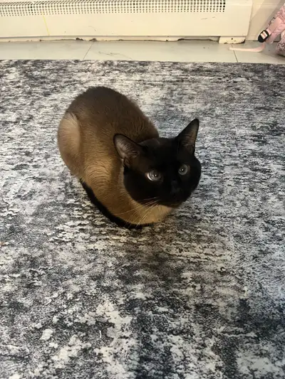 pure bred Siamese cat , View more