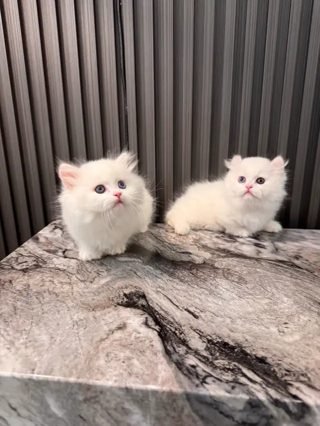 british longhair short leg munchkin kittens in Cats & Kittens for Rehoming in Oakville / Halton Region - Image 11