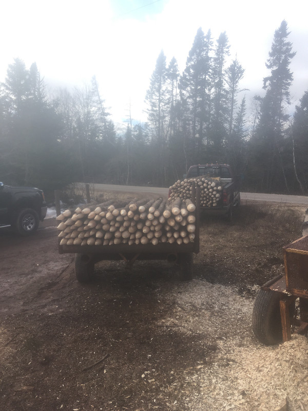 Black spruce Fence stakes for sale in Livestock in Charlottetown