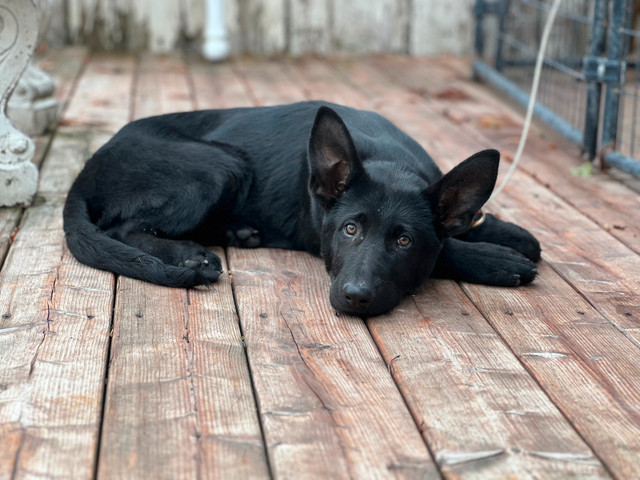 Black German Shepherd male puppy dans Chiens et chiots à adopter  à Laval/Rive Nord - Image 3