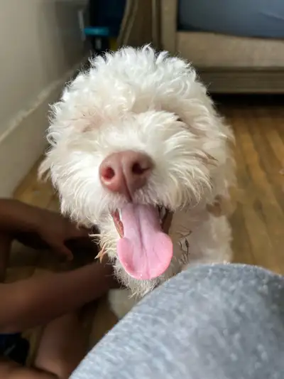 SOLD- toy Poodle, View more
