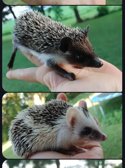 Boys♥Specialty Baby hedgehogs, View more