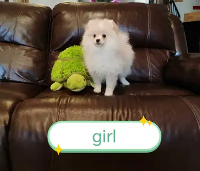 Purebred Pomeranian puppy for sale, View more