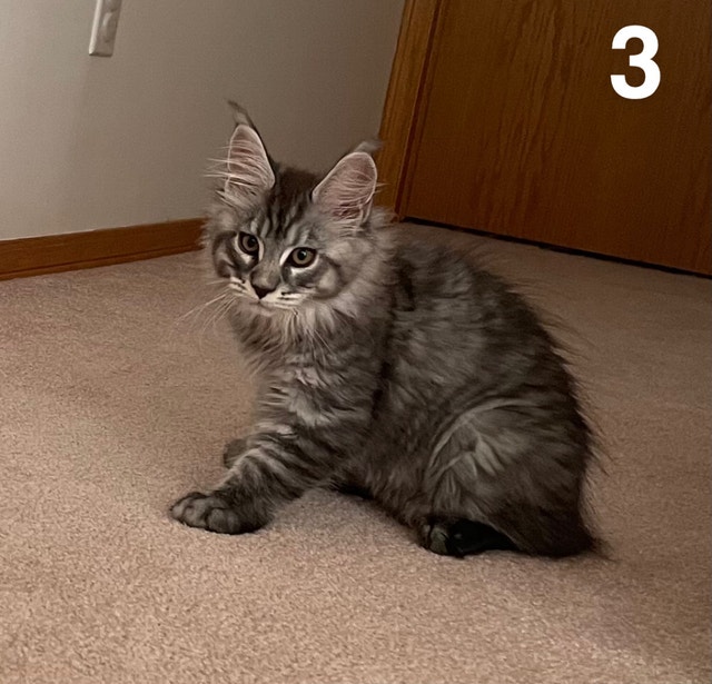 Purebred Maine Coons Cats & Kittens for Rehoming Calgary Kijiji