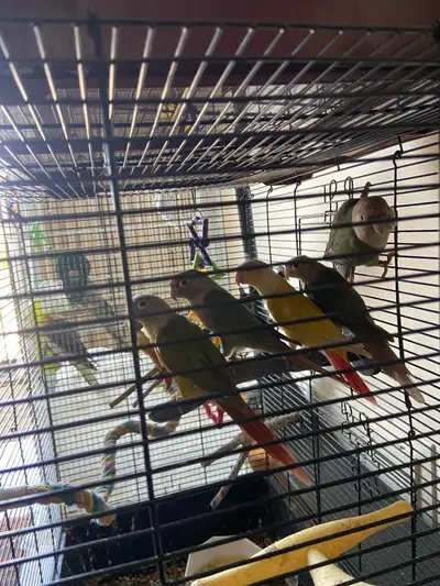 Conures. , View more