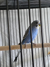 Young Budgie 