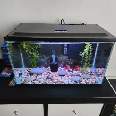 Gorgeous 10 Gallon Tank, Full set up + 5 Longfin Serpea Tetra's, View more