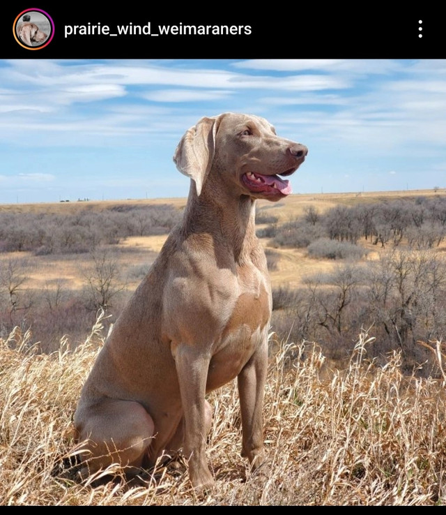 Weimaraner puppies, family dog and hunting companion. in Dogs & Puppies for Rehoming in Moose Jaw - Image 3