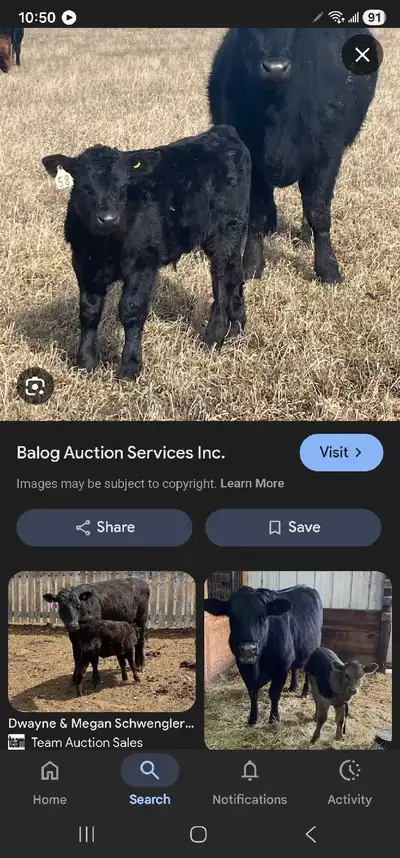 looking for calves , View more