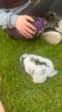Bébé lapin bélier 1 mois et lapin bélier néerlandais 1 mois
