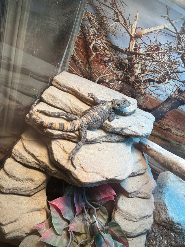 Painted agama with enclosure  in Other Pets for Rehoming in Markham / York Region - Image 2