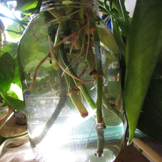 Golden Pothos and Hawaiian flower mix in Other in Calgary - Image 4