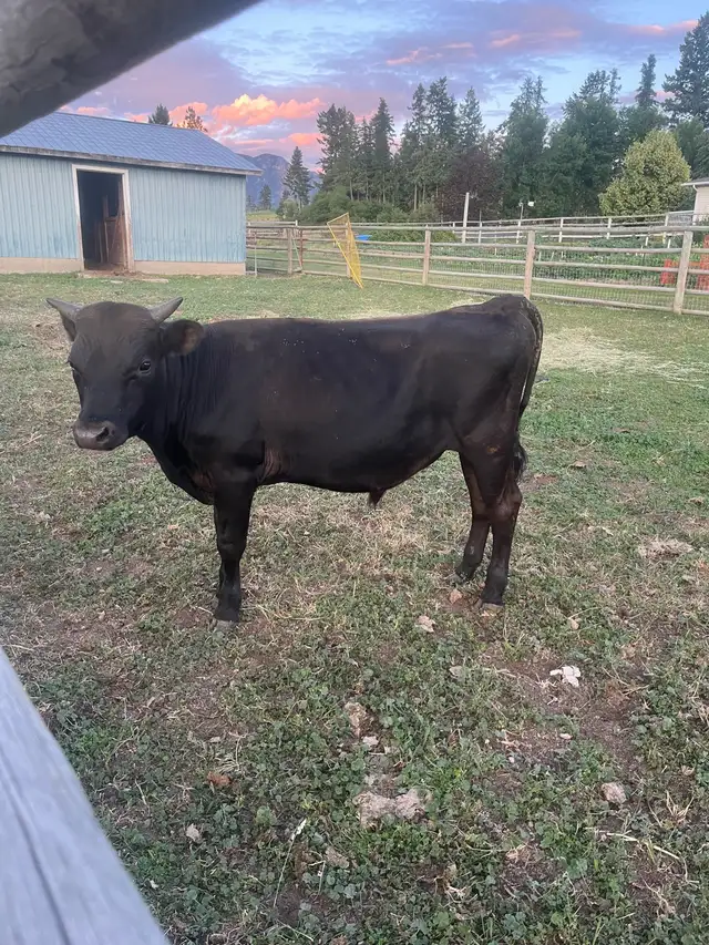 Jersey bull in Livestock in Nelson - Image 3