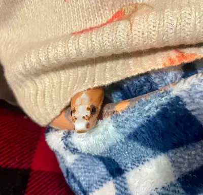Super friendly scaleless corn snake This guy is full of personality. Super calm, used to people, wil...