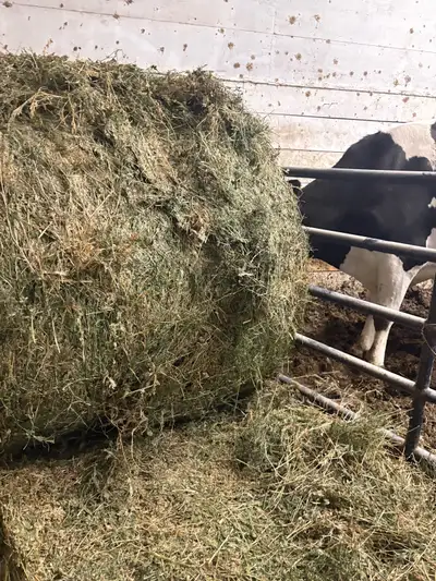 3rd cut hay bales, View more
