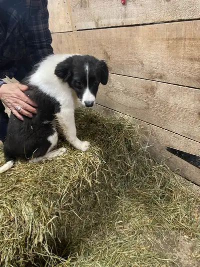 Voici d'adorables chiots Border Collie pures races prêts à accueillir leur nouveau foyer ! Ces chiot...
