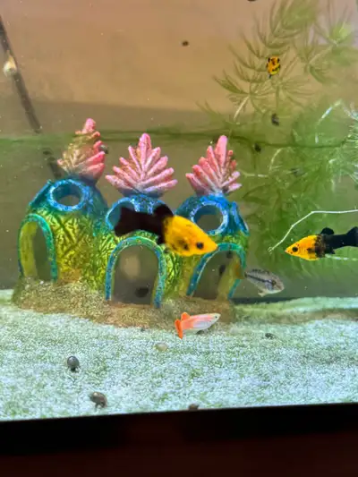 Mollies & Guppies, View more