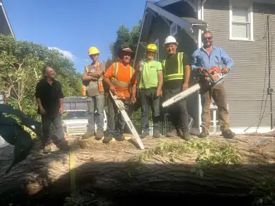  Tree removal, tree trimming, stump grinding 