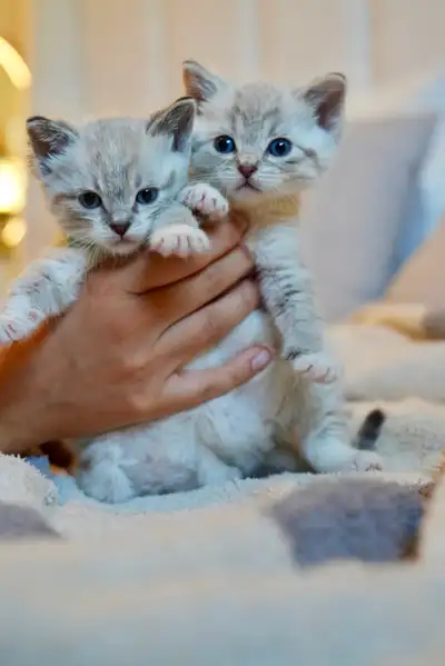 CeeCee & Kiki are looking for their forever home!, View more