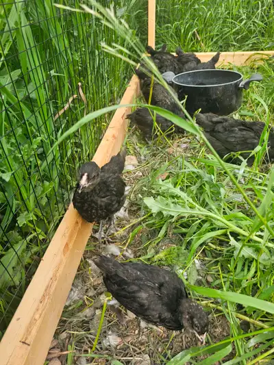 20 Mixed Chicks. Very lively and healthy. They should get the good egg laying from the Deathlayers a...