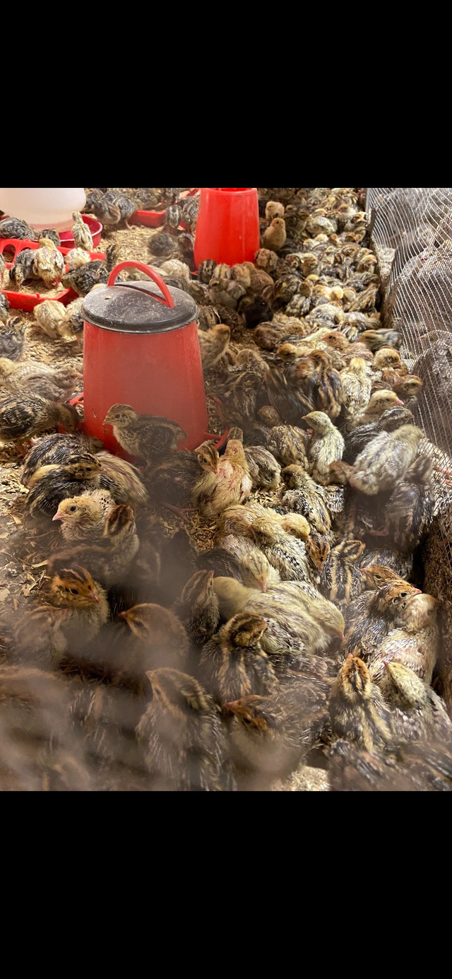 Quail , quail egg , fertile egg , balut , manure  in Livestock in Hope / Kent - Image 4