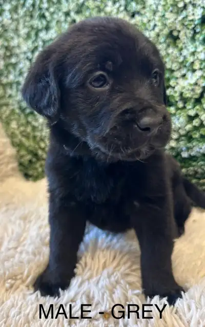 Labrador Retriever Puppies, View more