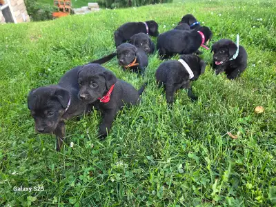 Lab/Rottweiler Mix, View more