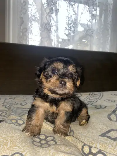 Shorkie puppies, View more