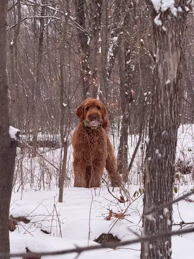 Pure bread Australian labradoodle female. Raised with a family (2 young kids). Hypoallergenic, not l...
