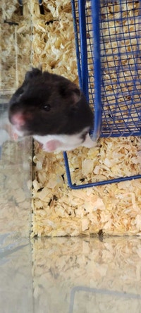 hamsters Kawartha Lakes Peterborough Area Preview