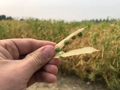 CDC Forest -Green Pea CDC Forest green pea is new green pea from Good stand ability - the best on th...