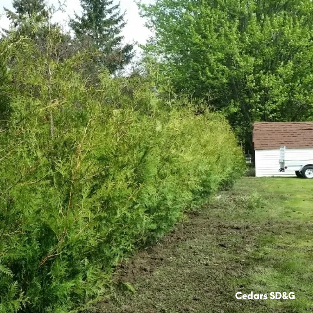 Farm Grown Cedars / Privacy Hedge / Cultivated White Cedar Trees in Plants, Fertilizer & Soil in Kingston - Image 4