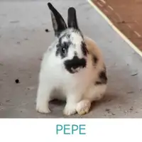 PEPE - Juvenile Fixed Male