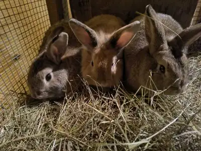 Buck rabbits, View more