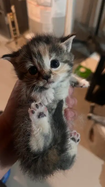 Adorable 5-6 Week Old Kittens Ready for a Loving Home – $300 Description: We’re looking for caring a...