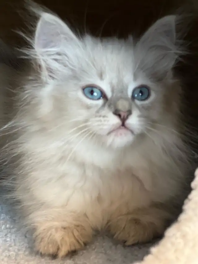 Siberian Neva Masquerade in Cats & Kittens for Rehoming in City of Toronto - Image 5