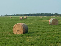 First Cut alfalfa /timothy Hay Bales