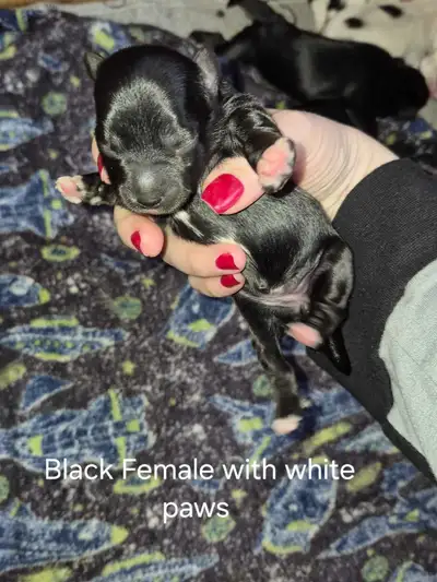 Beautiful Morkies, View more