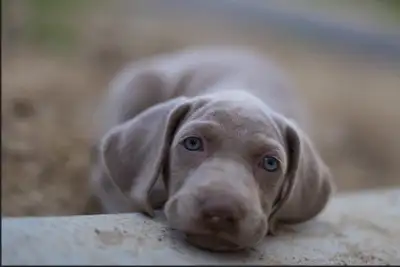 Weimaraner puppies, View more