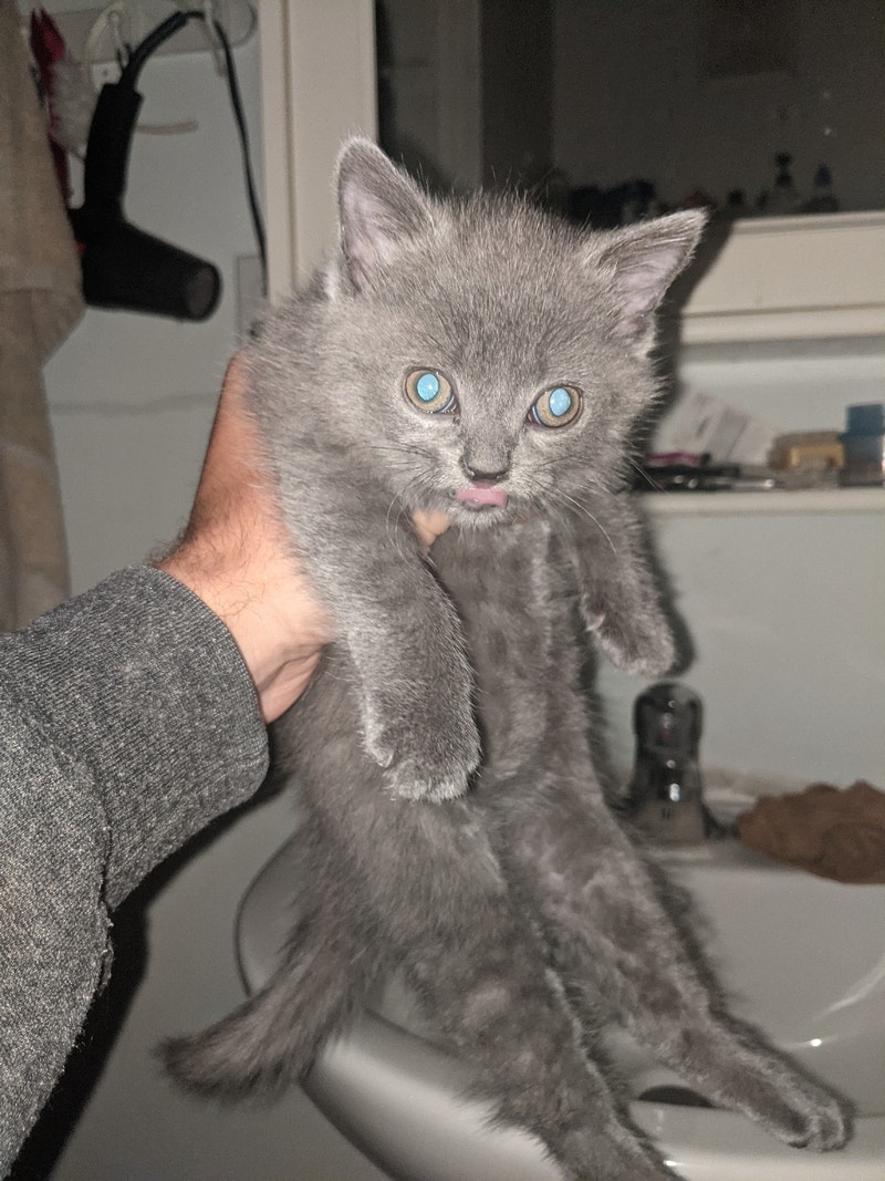 Free kitten Cats & Kittens for Rehoming Renfrew Kijiji