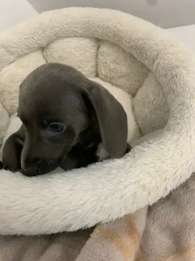 Precious Miniature Dachshunds, View more
