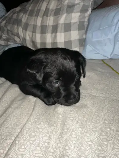 We have 4 left Black Labs to rehome Born May 9th 2025 thy will have vet check first shots and deworm...